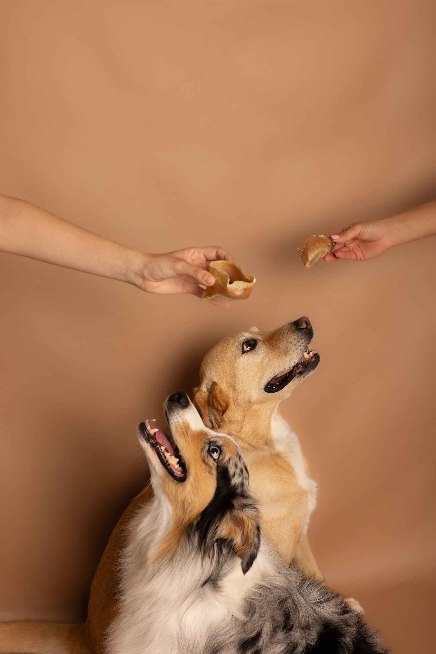 Kalfshoeven voor honden (per 5 stuks)